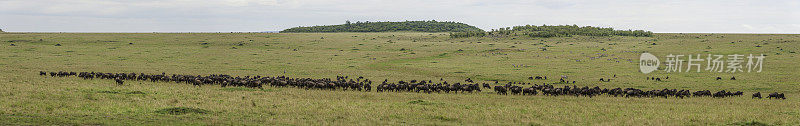 蓝色角马(Connochaetes taurinus)，又称普通角马、白胡子角马或有斑纹的牛羚，是一种大型羚羊。肯尼亚马赛马拉国家保护区
